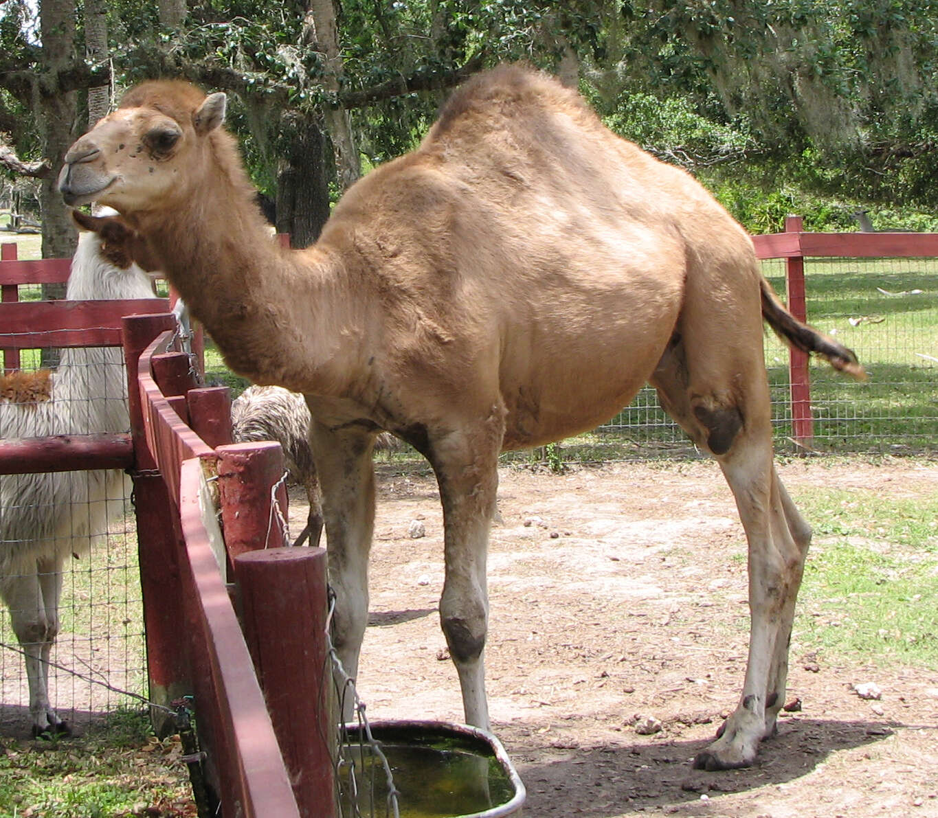 Image of Dromedary