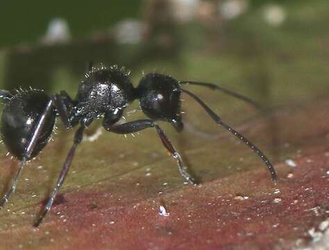 Image de Polyrhachis