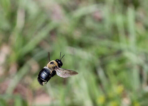 Image of Eastern Carpenter Bee