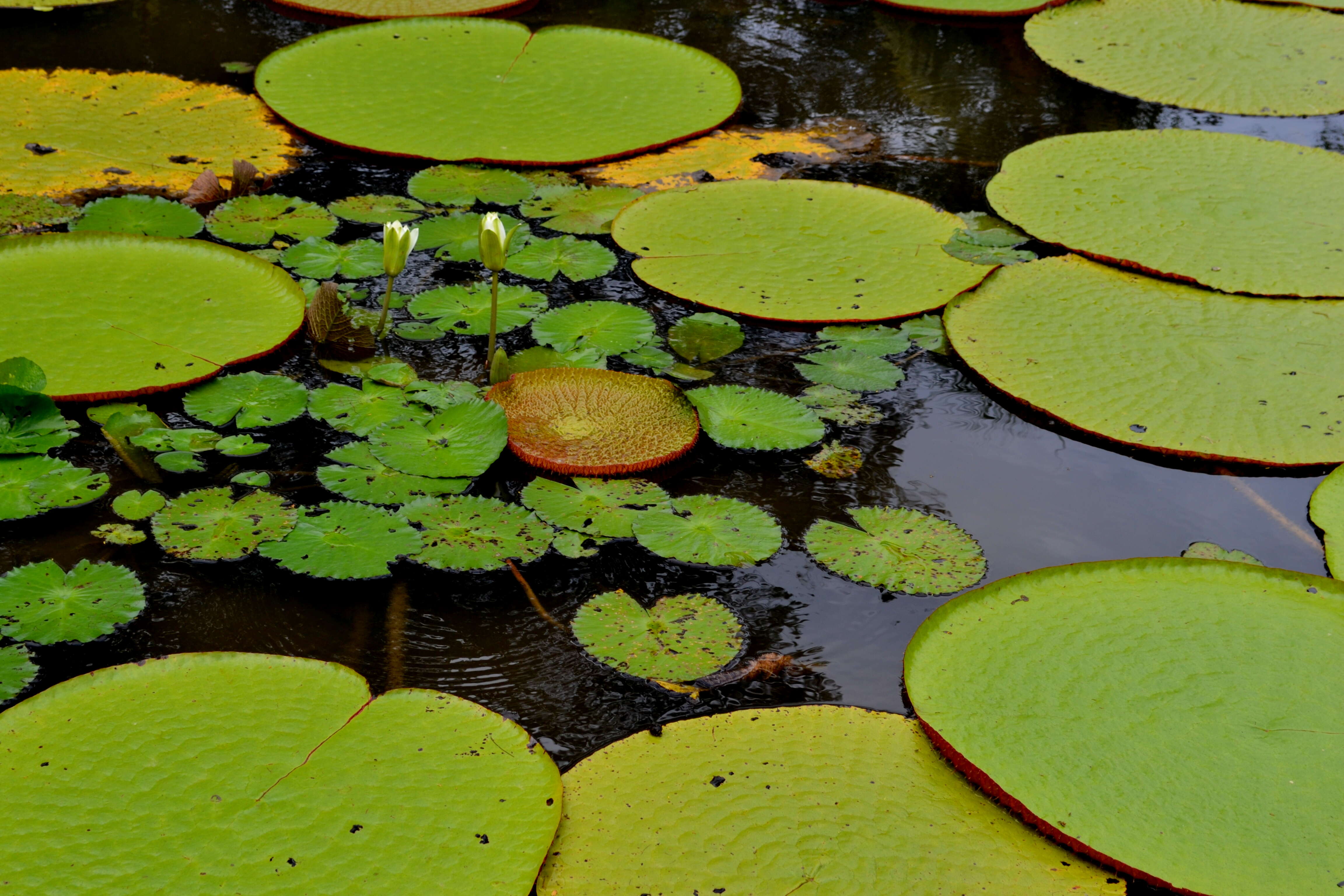 Image of giant waterlily