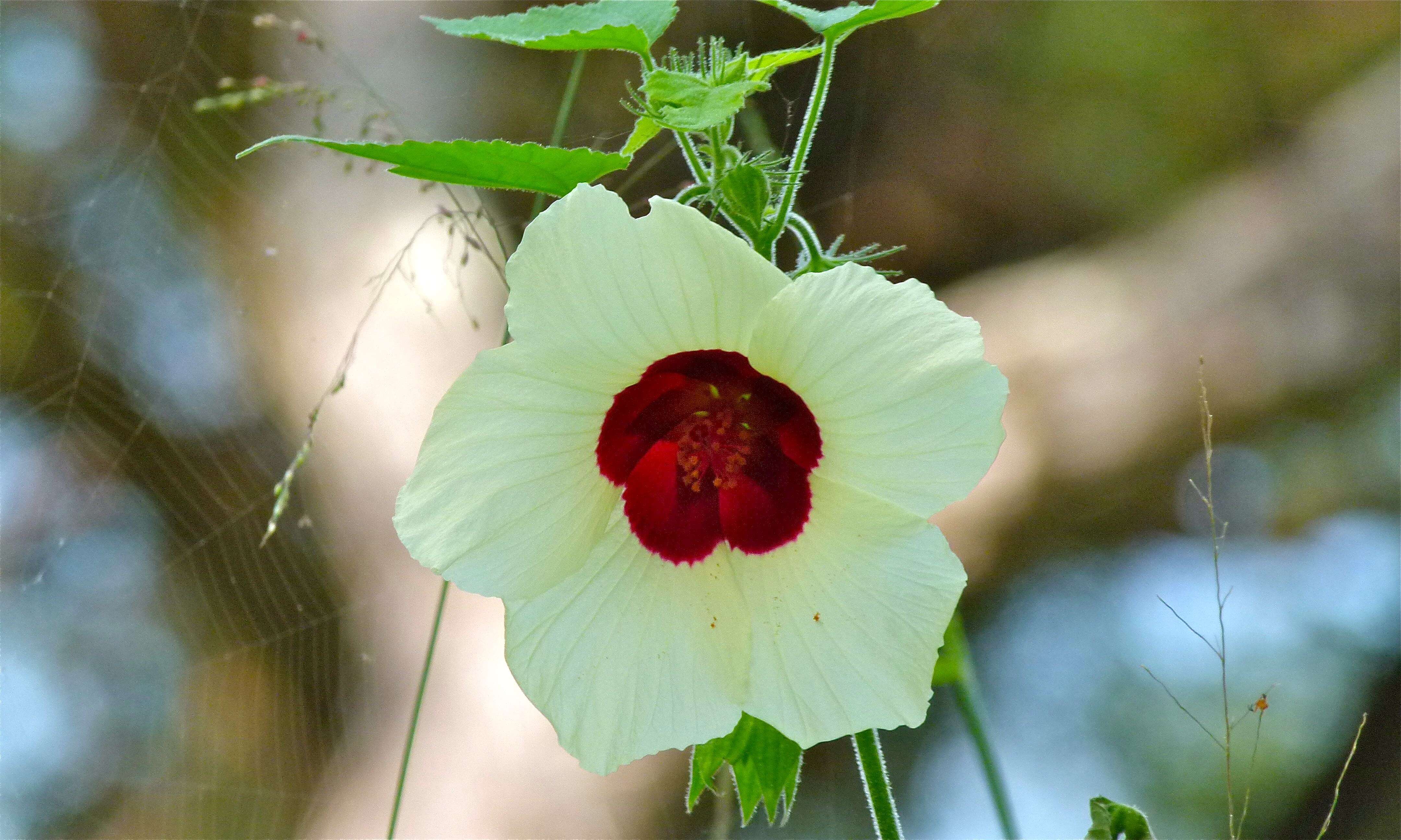 Image of Hibiscus engleri K. Schum.