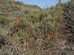 Image of cardinal catchfly