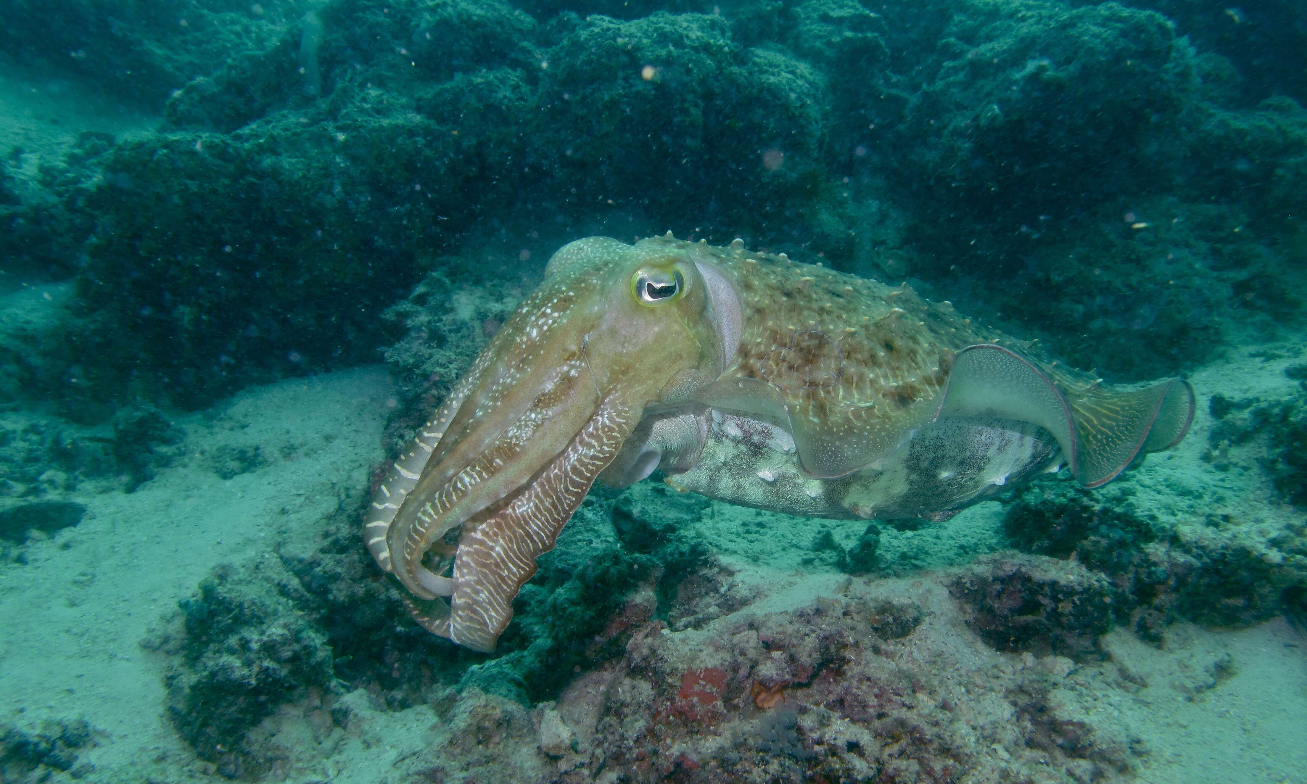 Image of cuttlefish