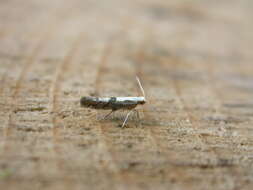 Imagem de Argyresthia conjugella Zeller 1839