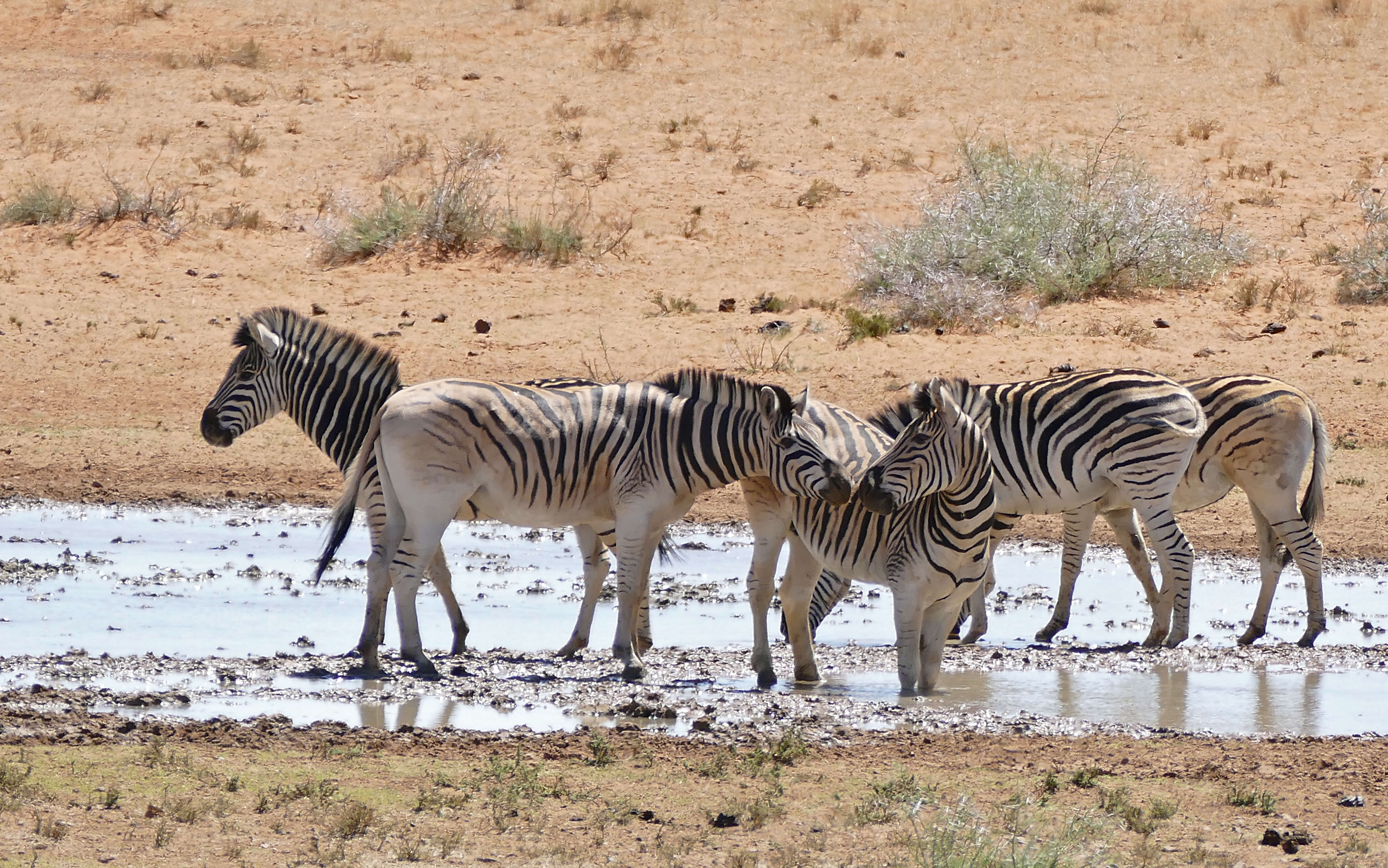 Image of Burchell's Zebra