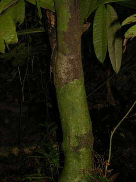 Image of Mosannona costaricensis (R. E. Fr.) Chatrou