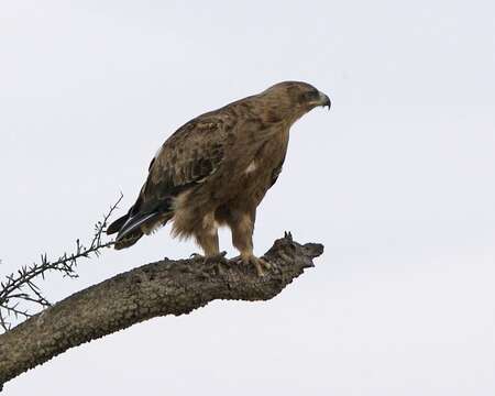 Image of Booted Eagle