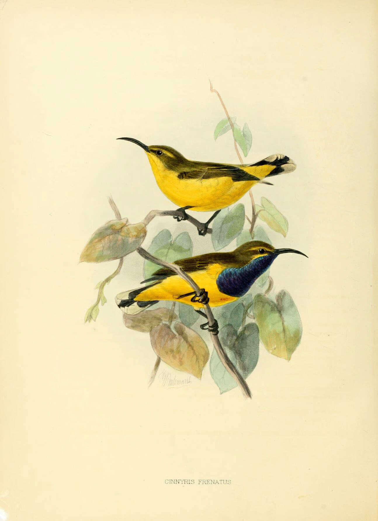 Image of Olive-backed Sunbird