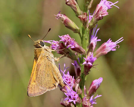 Image of Tawny-edged Skipper