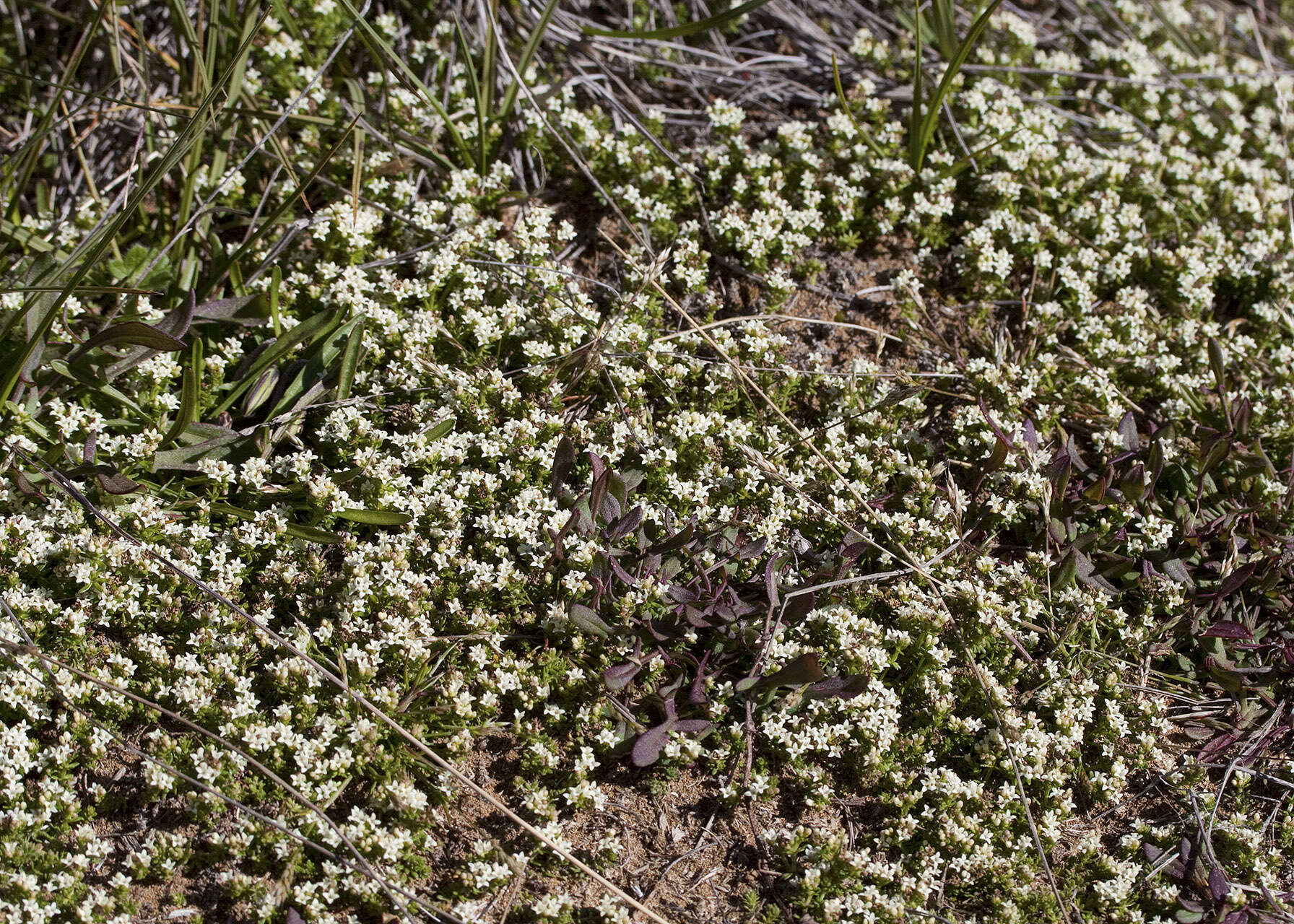 Image of Asperula pusilla Hook. fil.