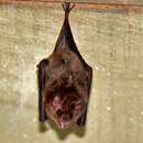 Image of Pallas's Long-tongued Bat