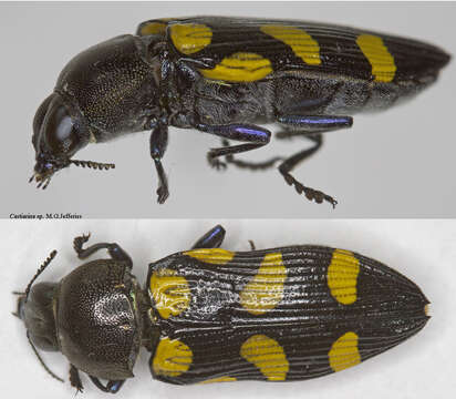 Слика од Castiarina violacea (Macleay 1863)