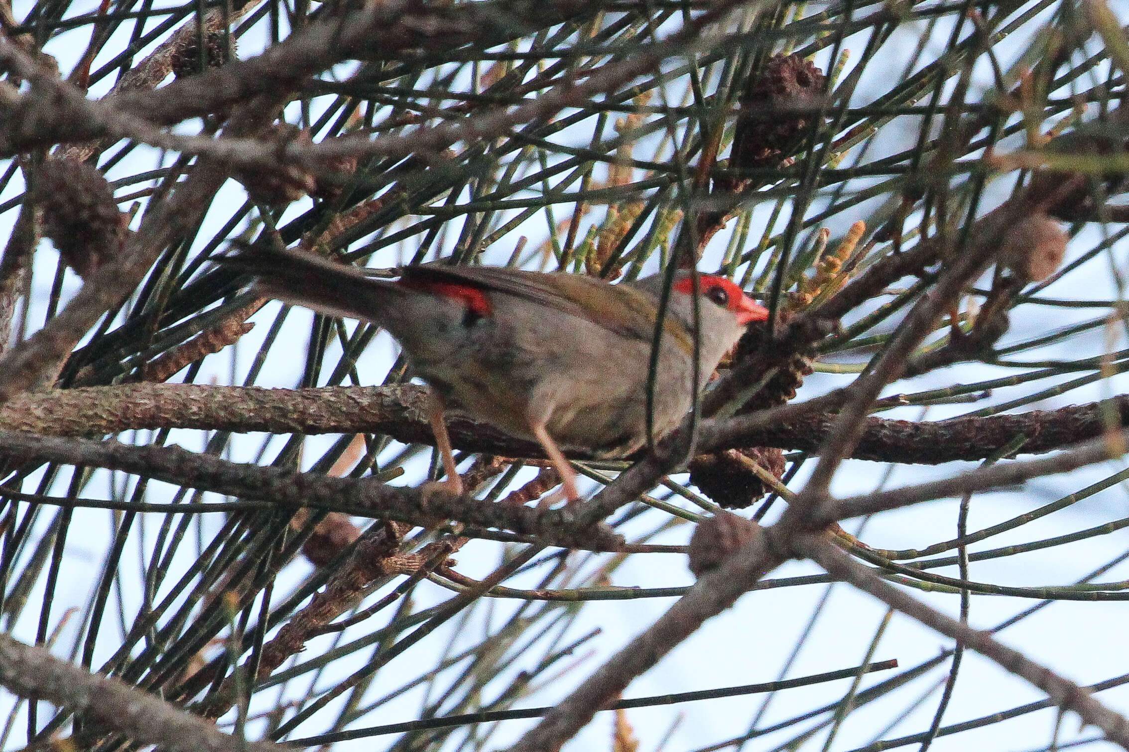 Image of Red-browed Finch