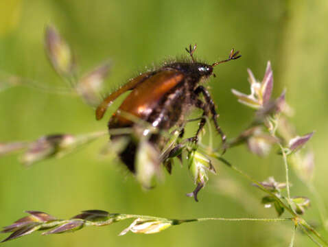 Sivun Phyllopertha kuva