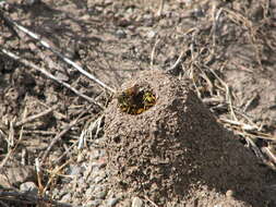 Image of Western Yellowjacket