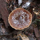 Sivun Inocybe calopedes Matheny & Bougher 2010 kuva