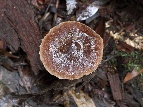 Inocybe calopedes Matheny & Bougher 2010 resmi