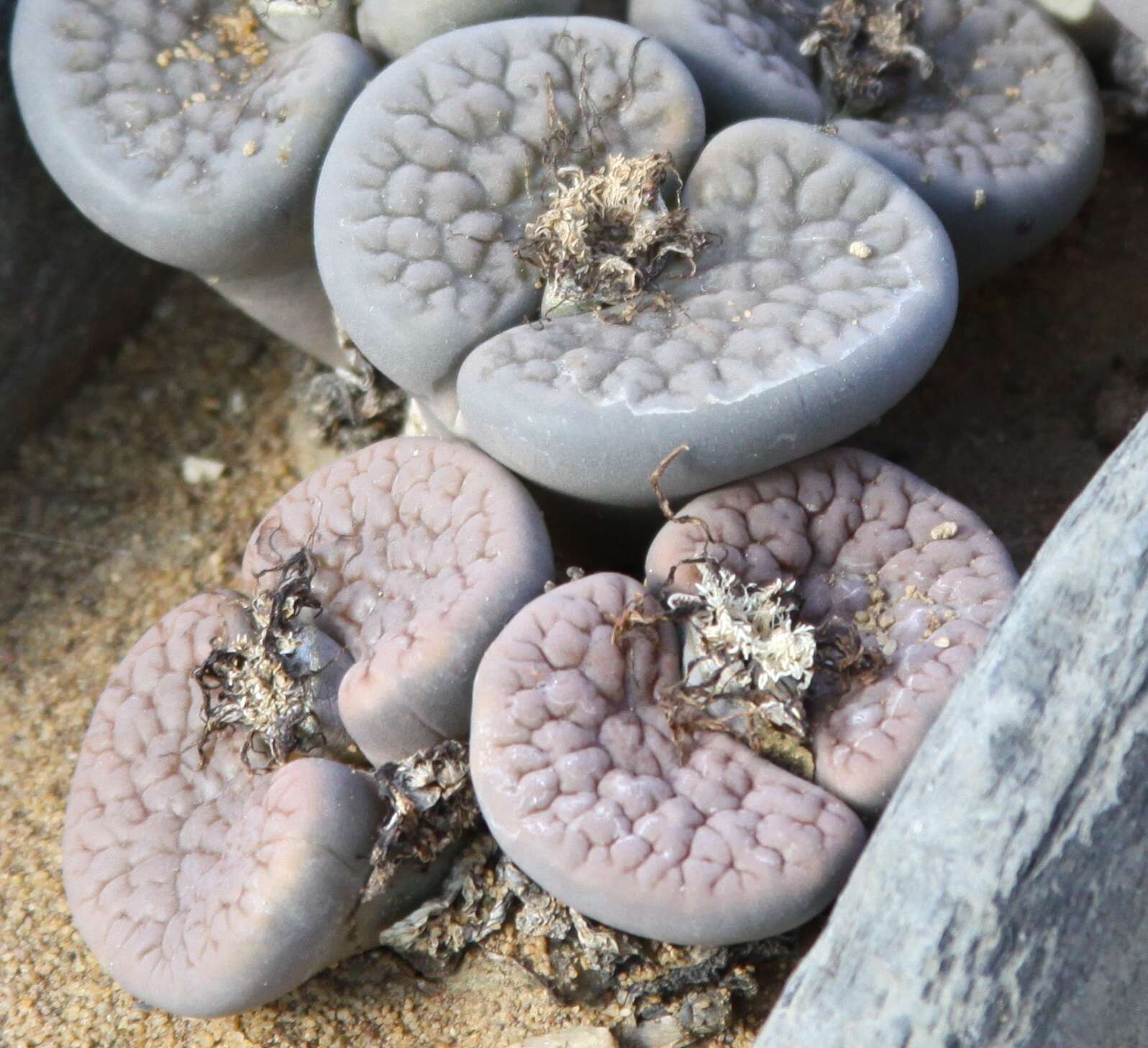 Plancia ëd Lithops