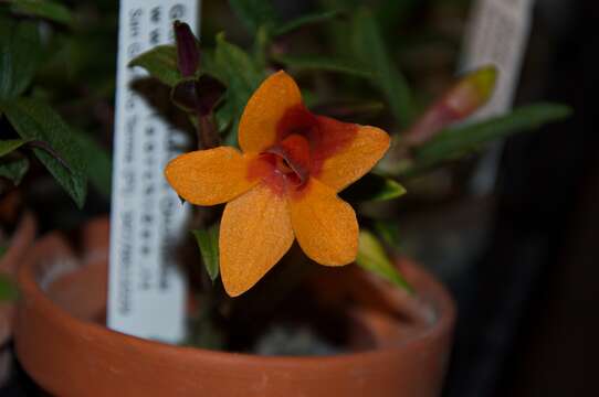 صورة Dendrobium cuthbertsonii F. Muell.