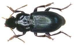 Image of Harpalus