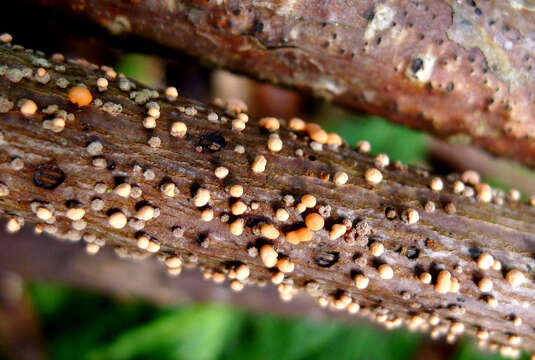 Image of Nectria cinnabarina (Tode) Fr. 1849