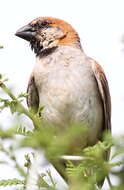 Image of Great Sparrow