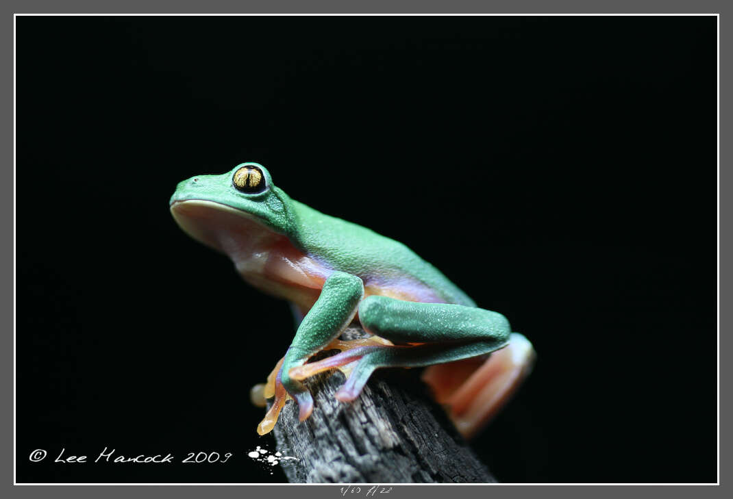 Image of blue-sided leaf frog