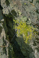 Image of wolf lichen