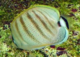 Image of Multiband Butterflyfish