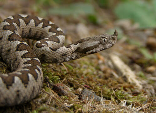 Image of Vipera ammodytes ammodytes (Linnaeus 1758)