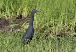 Слика од Egretta vinaceigula (Sharpe 1895)