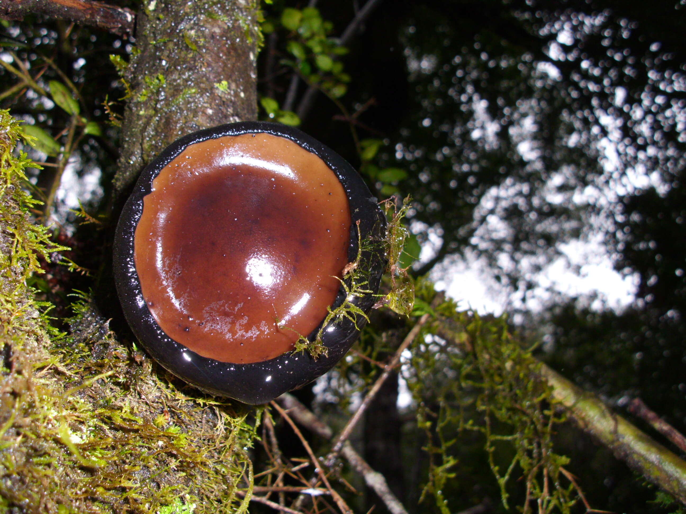 Image of Plectania chilensis (Mont.) Gamundí 1971