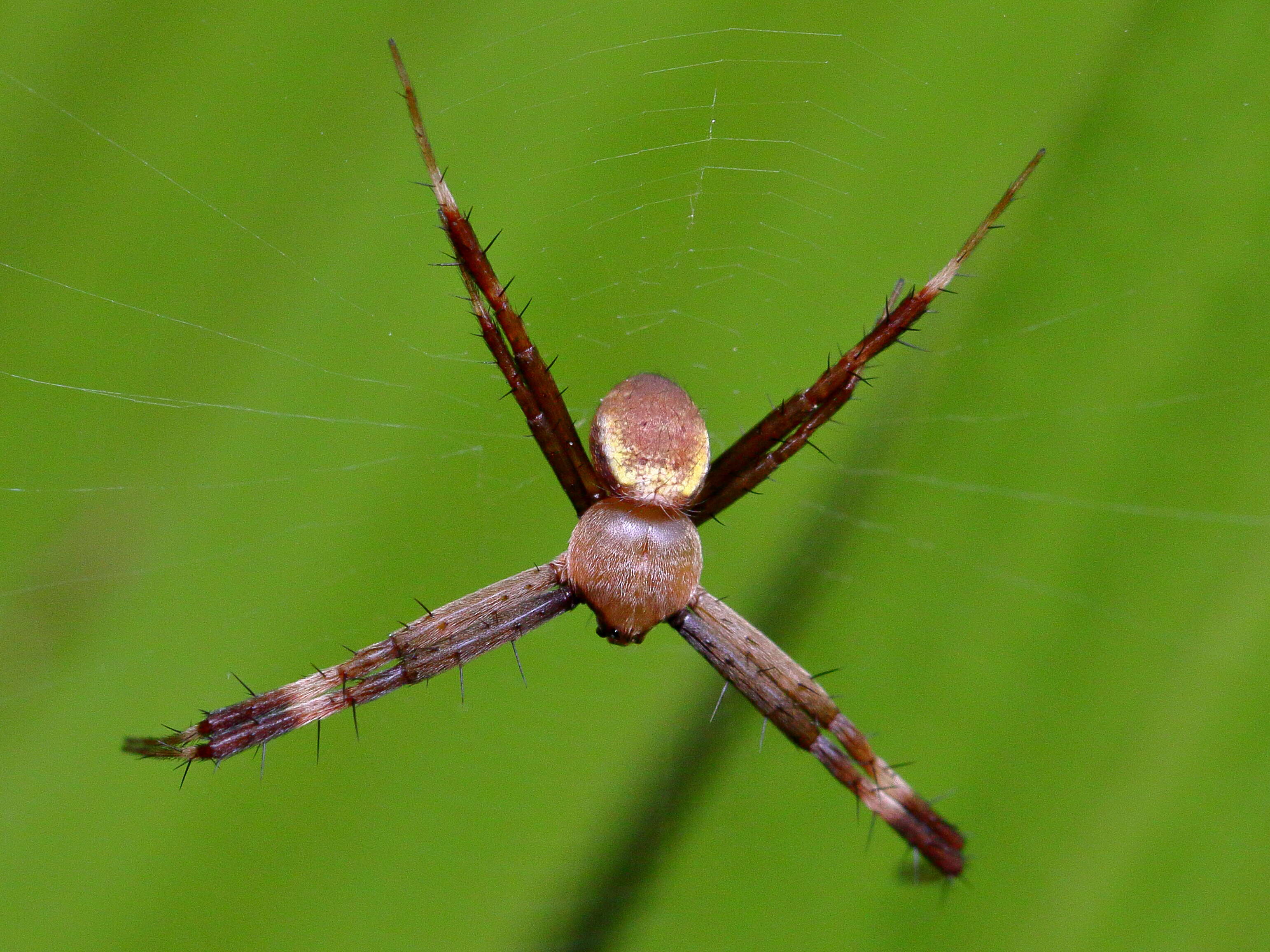 Image of St Andrews cross spider