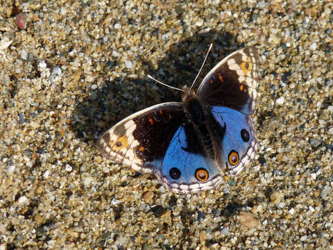 Plancia ëd Junonia orithya Linnaeus 1764