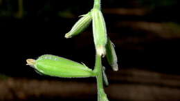 Image of Dioscorea stegelmanniana R. Knuth