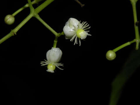 Image of Chrysochlamys glauca (Oerst.) Hemsl.