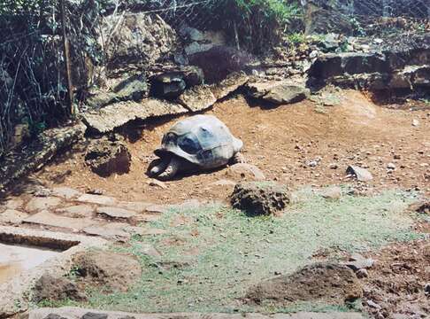 Image of Astrochelys