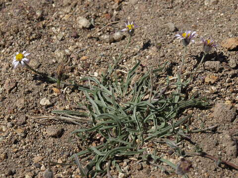 Image of Eaton's fleabane