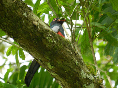 Image of Slaty-tailed Trogon