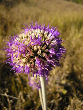 Image of Chresta sphaerocephala DC.