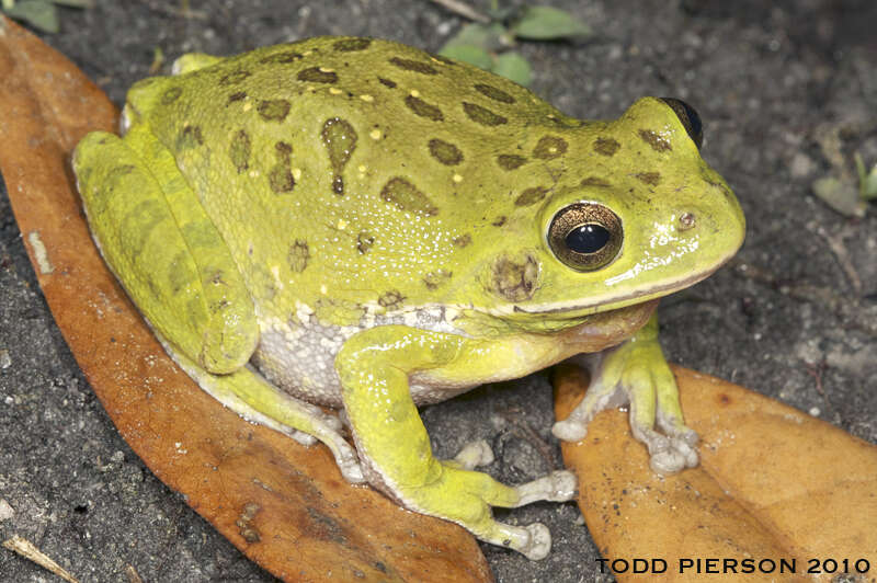 Image of Barking Treefrog