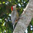 Image of West Indian Woodpecker