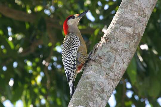 Image of West Indian Woodpecker