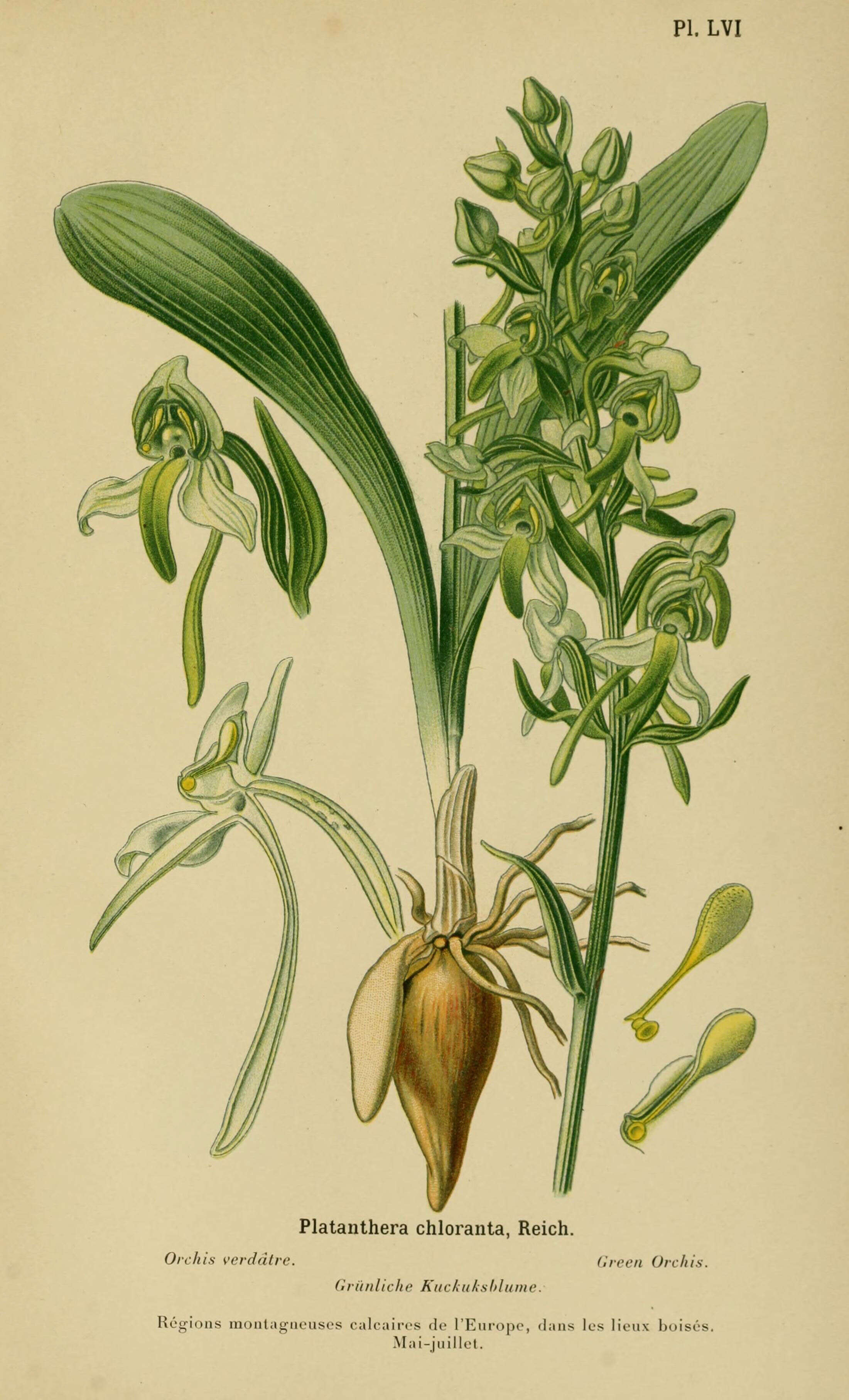 Image of Fringed orchids