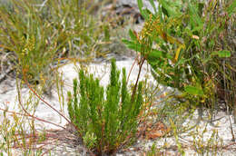 Image of water milfoil family