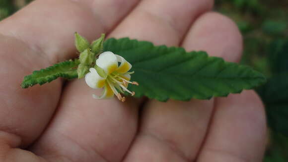 Image of Melochia betonicifolia A. St.-Hil.