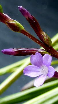 Image of Buchnera ciliata Pennell