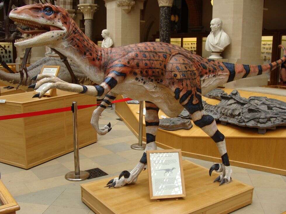 Image of Dromaeosauridae
