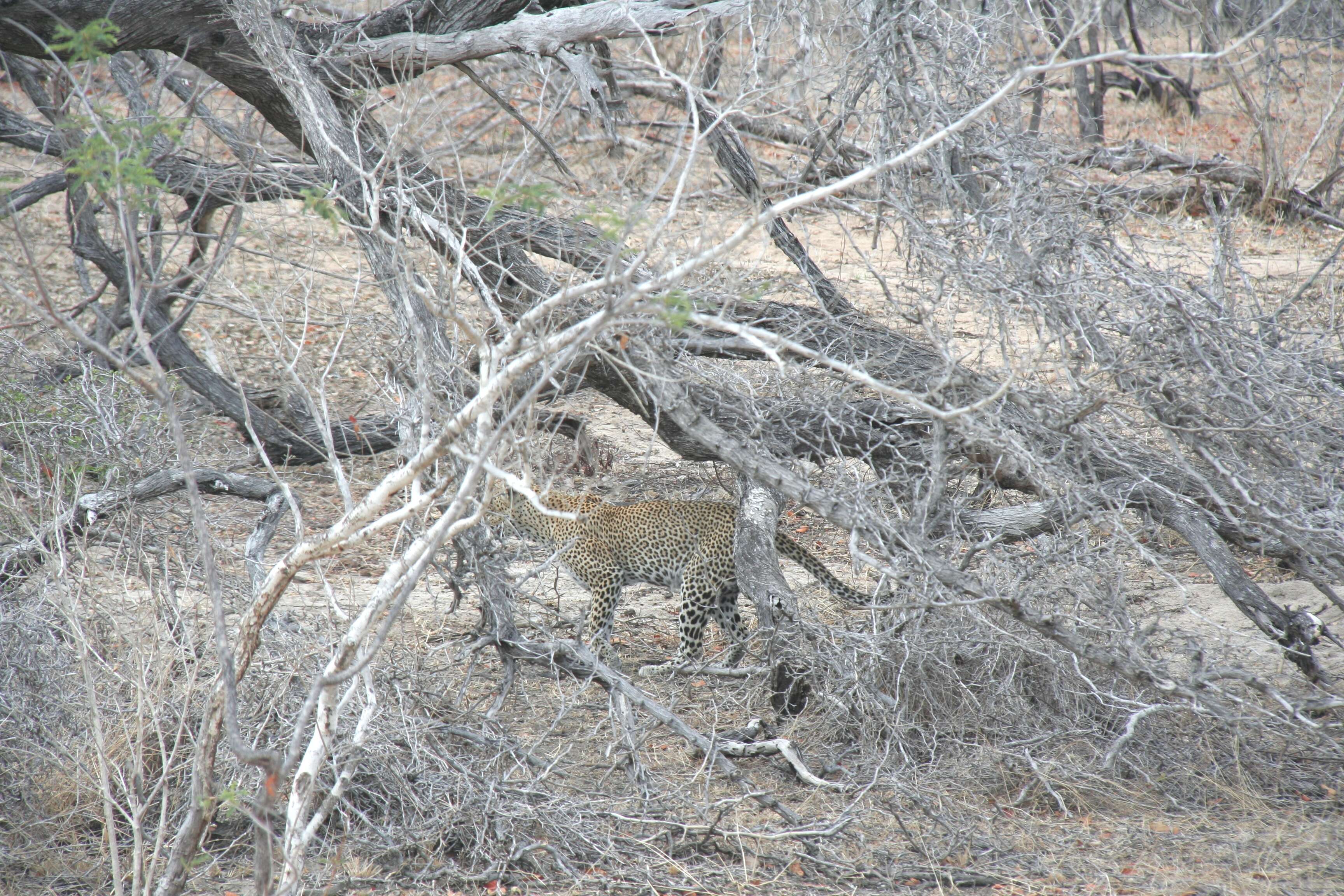 Image of Leopard