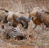 Image of White-backed Vulture